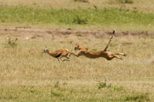 cheetah